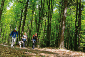 Wandern am Goldsteig im Bayerischen Wald