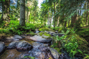 Naturschuztgebiet Doost im Oberpfälzer Wald